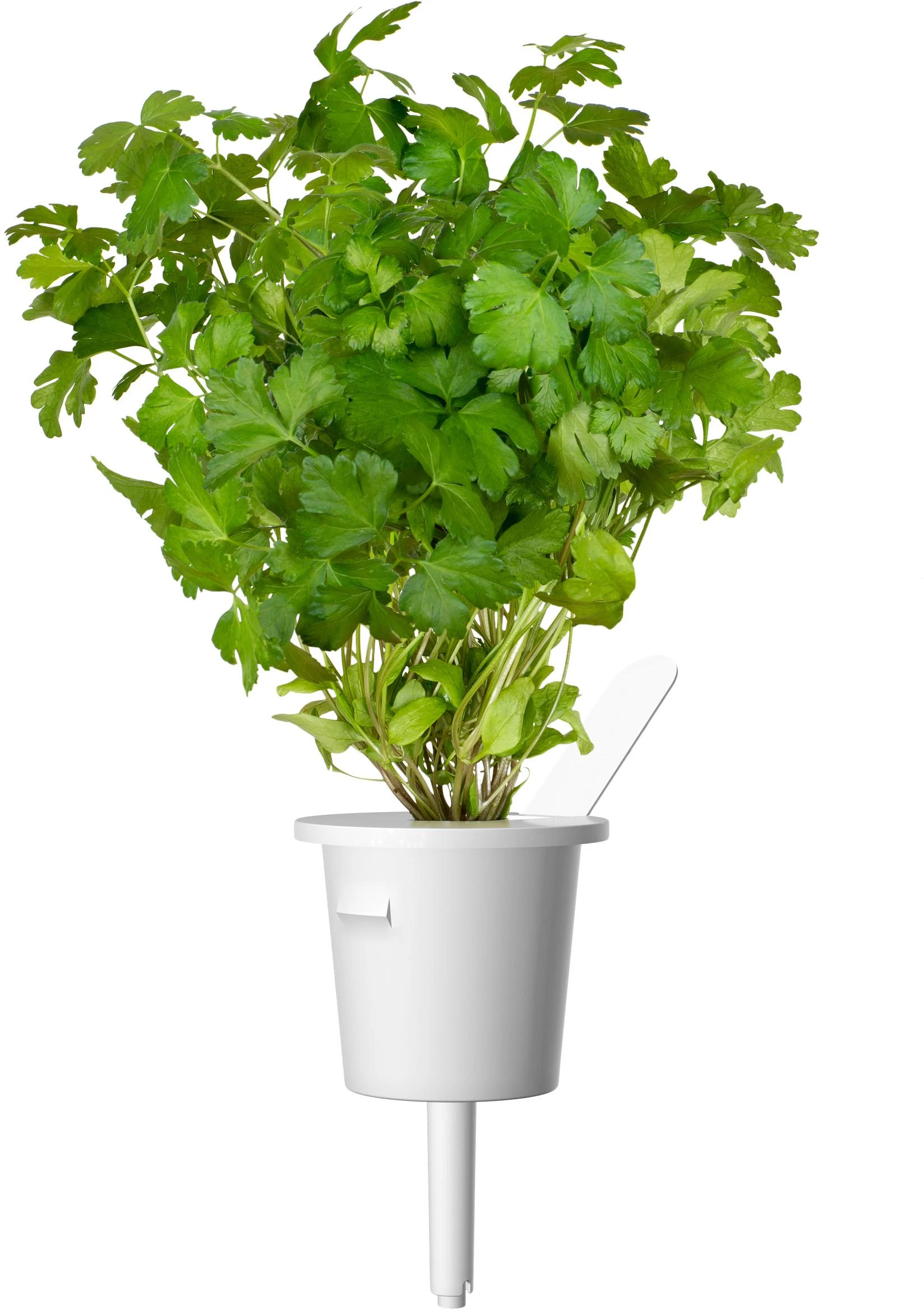 Click & Grow sėklos išmaniajam vazonui - Žolelės mėsai, 9vnt.