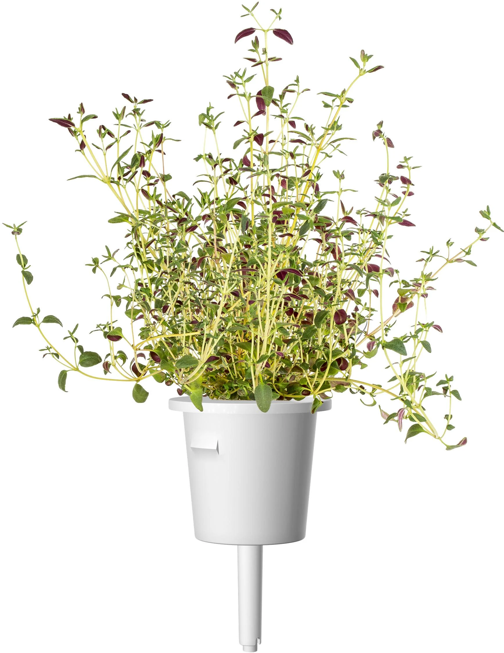 Click & Grow sėklos išmaniajam vazonui - Žolelės mėsai, 9vnt.
