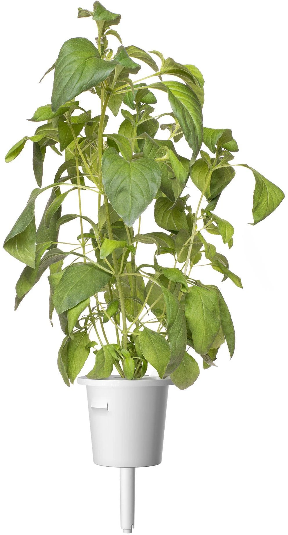 Click And Grow Click & Grow sėklos išmaniajam vazonui - Citrininis bazilikas (SGR100X3) 3vnt.