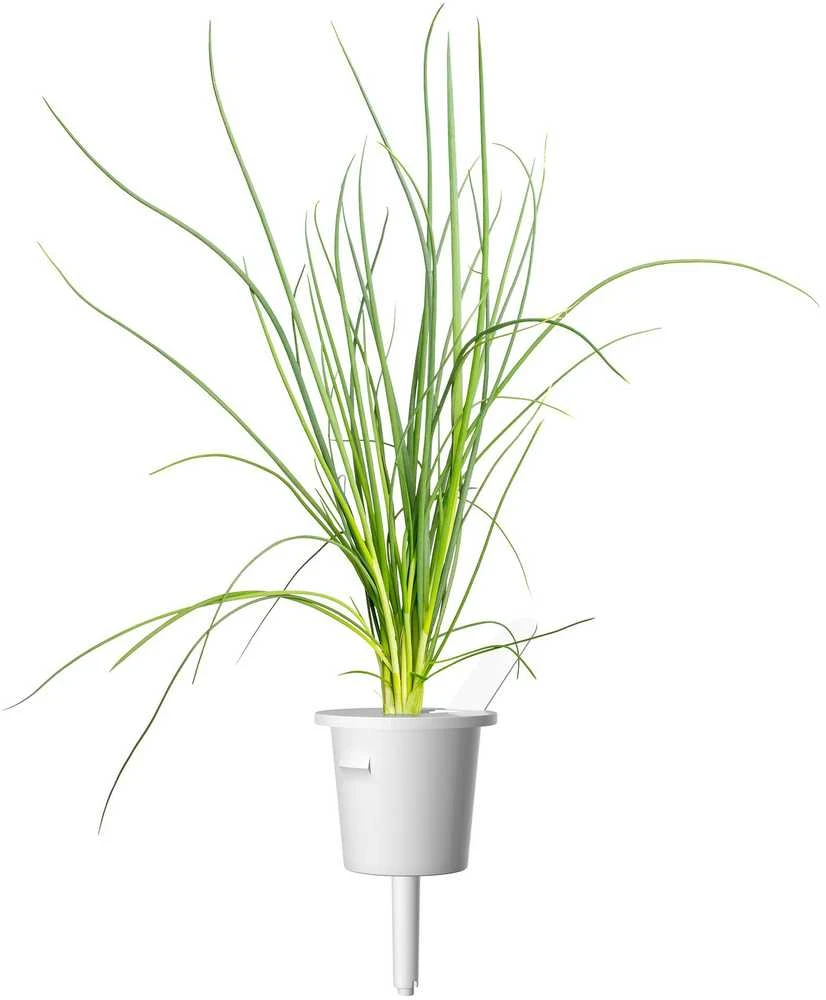 „Click & Grow Smart Garden“ papildymas žaliesiems svogūnams, 3 vnt.