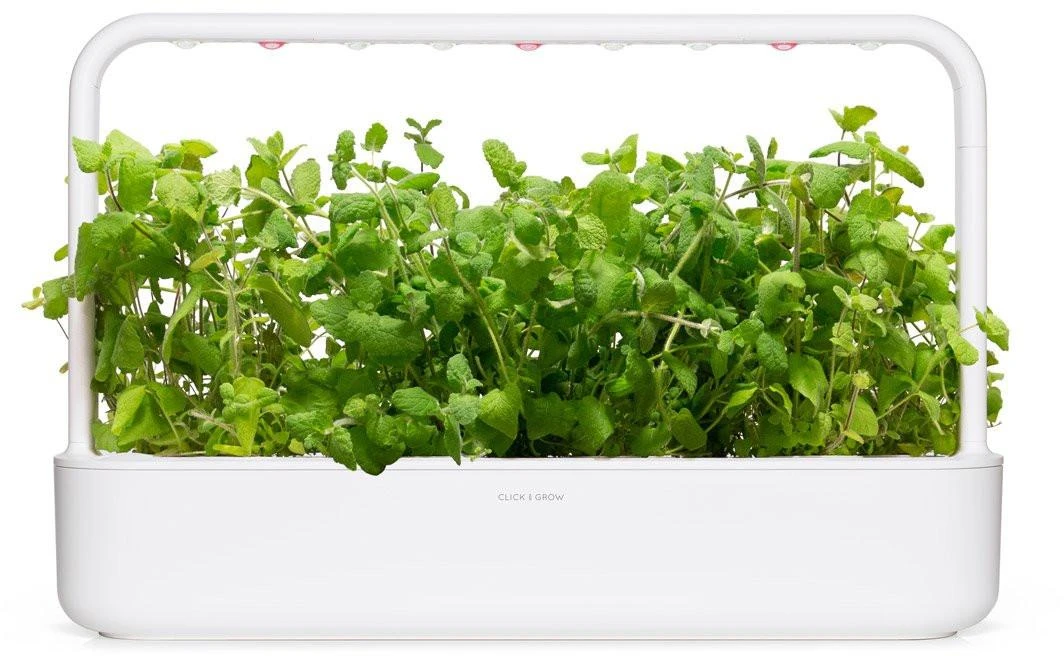 Click and Grow 3 vnt. papildymas - obuolinių mėtų sėklos
