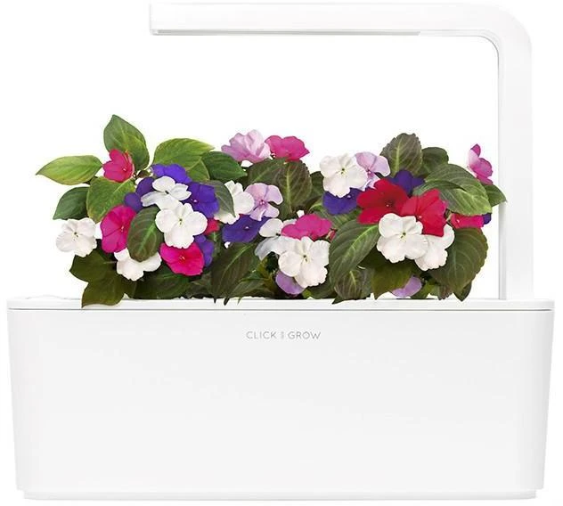 Click and Grow Smart Home 3 vnt. papildymas - sprigių sėklos (Busy Lizzie)