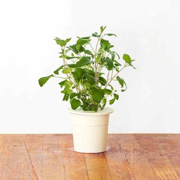 Click & Grow sėklos išmaniajam vazonui - katžolė, 3 vnt.