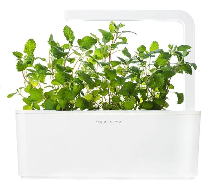 Click & Grow sėklos išmaniajam vazonui - katžolė, 3 vnt.