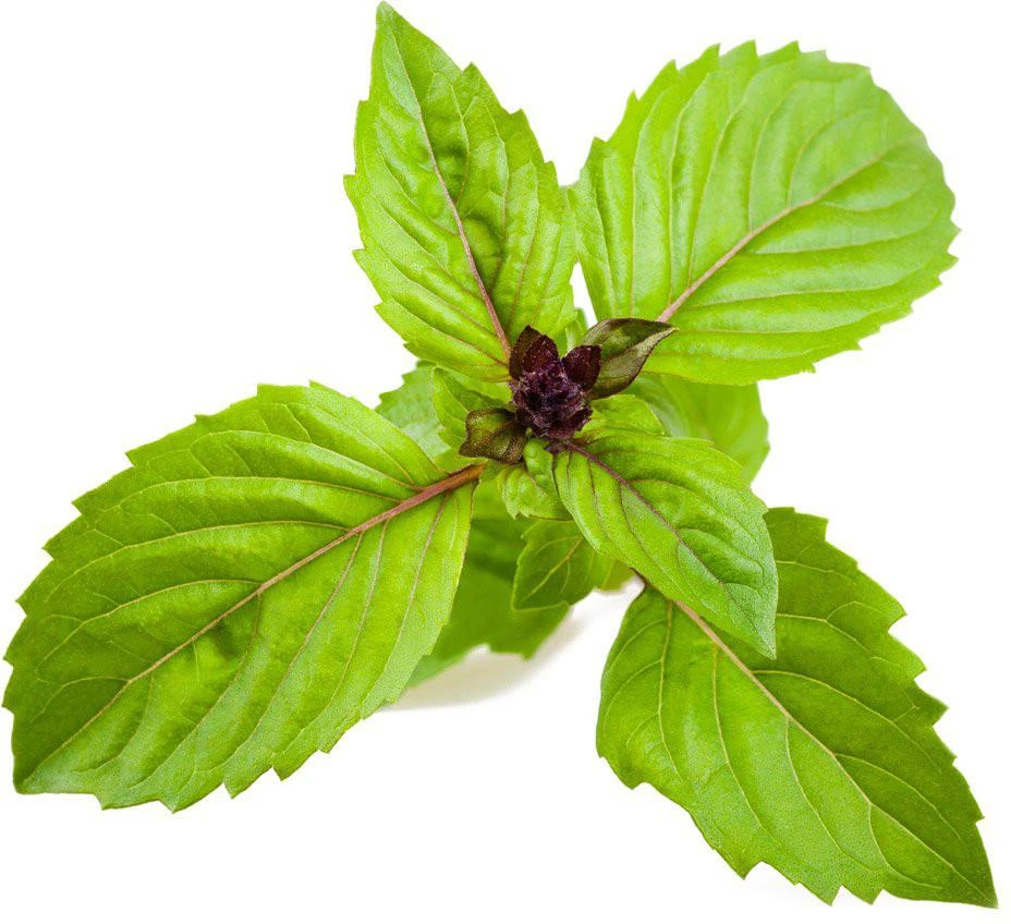 Click and Grow 3 vnt. papildymas - bazilikų sėklos (Cinnamon Basil)