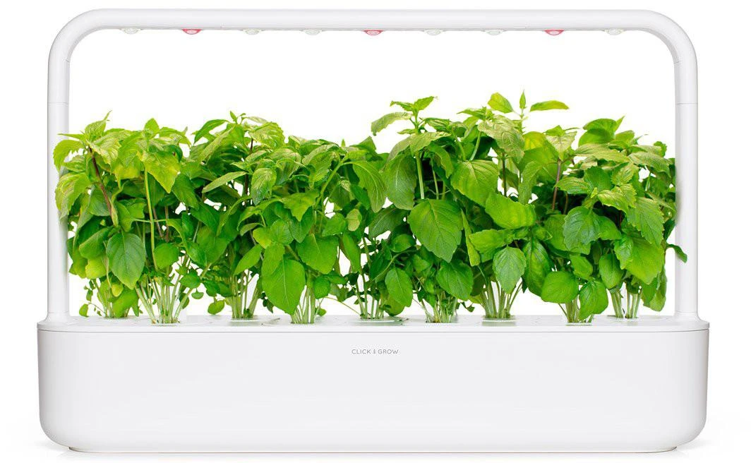 Click and Grow 3 vnt. papildymas - bazilikų sėklos (Cinnamon Basil)