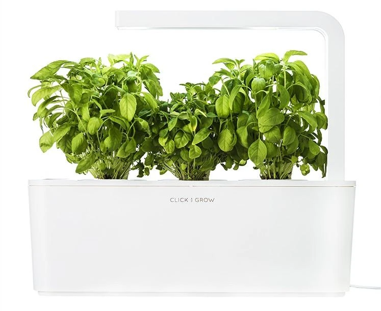 Click and Grow 3 vnt. papildymas - nykštukinio baziliko sėklos (Dwarf basil)