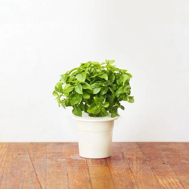 Click and Grow 3 vnt. papildymas - nykštukinio baziliko sėklos (Dwarf basil)