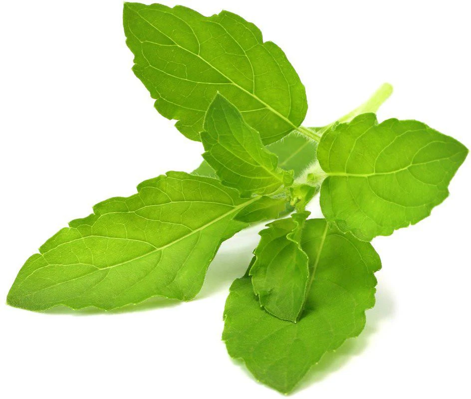 Click & Grow sėklos išmaniajam vazonui - Bazilikas (Holy Basil) 3vnt.