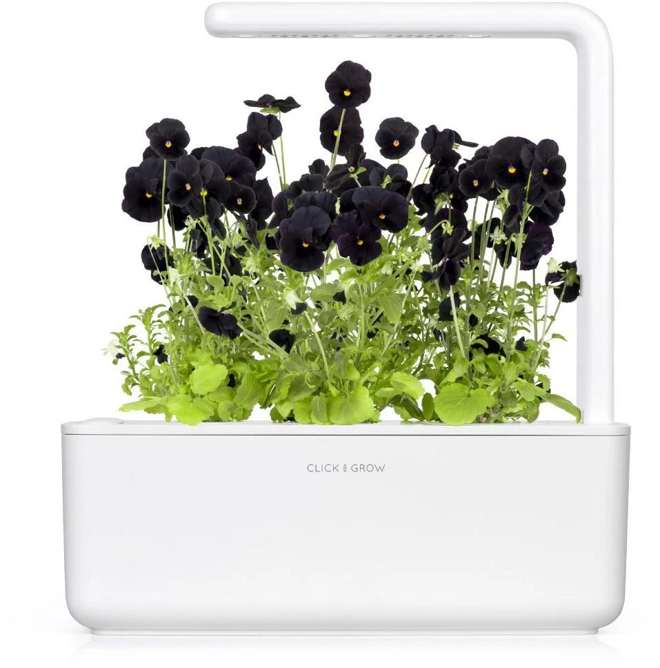 Click And Grow Click & Grow sėklos išmaniajam vazonui - Juodosios našlaitės, 3vnt.