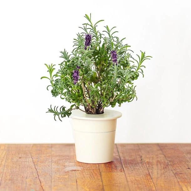 Click And Grow Click & Grow Smart Garden papildymas levandomis 3vnt