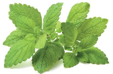 Click and Grow 3 vnt. papildymas - vaistinės melisos sėklos (lemon balm)