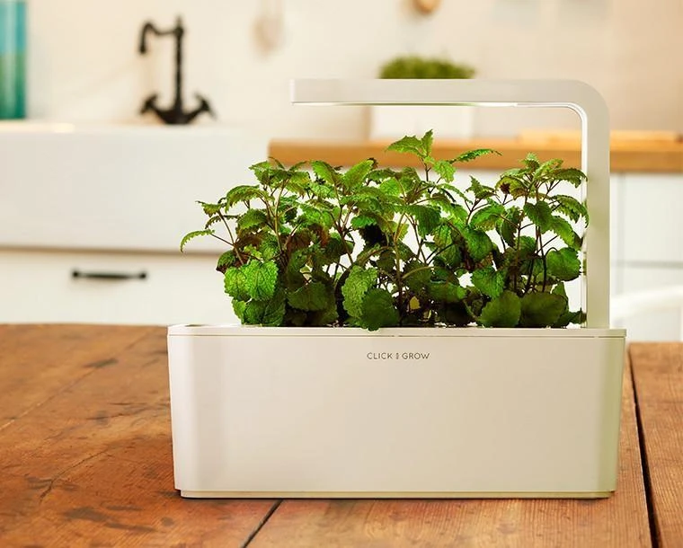 Click and Grow 3 vnt. papildymas - vaistinės melisos sėklos (lemon balm)