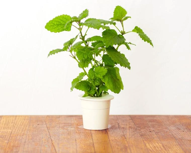 Click and Grow 3 vnt. papildymas - vaistinės melisos sėklos (lemon balm)