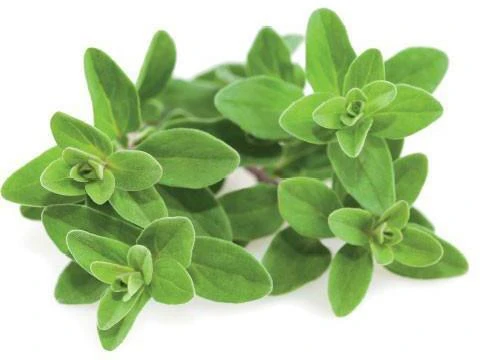 Click & Grow sėklos išmaniajam vazonui - Mairūnas, 3vnt.