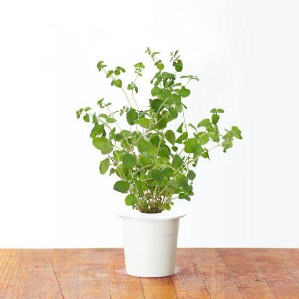 Click & Grow sėklos išmaniajam vazonui - Mairūnas, 3vnt.