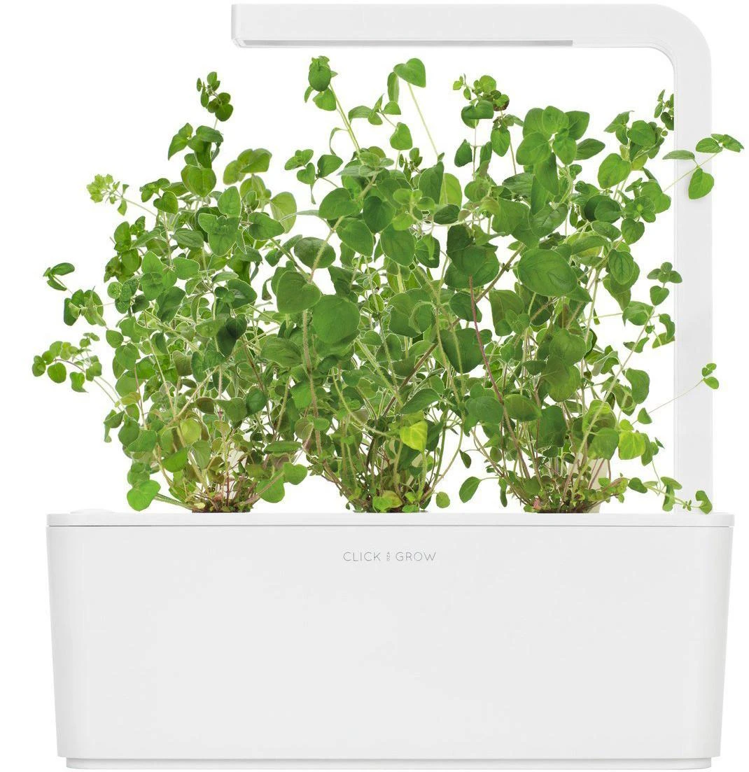 Click & Grow sėklos išmaniajam vazonui - Mairūnas, 3vnt.