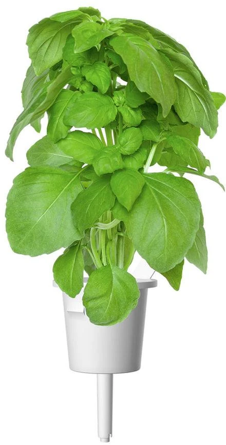 Click And Grow Click & Grow sėklos išmaniajam vazonui - Kvapusis bazilikas (SGR99X3) 3vnt.