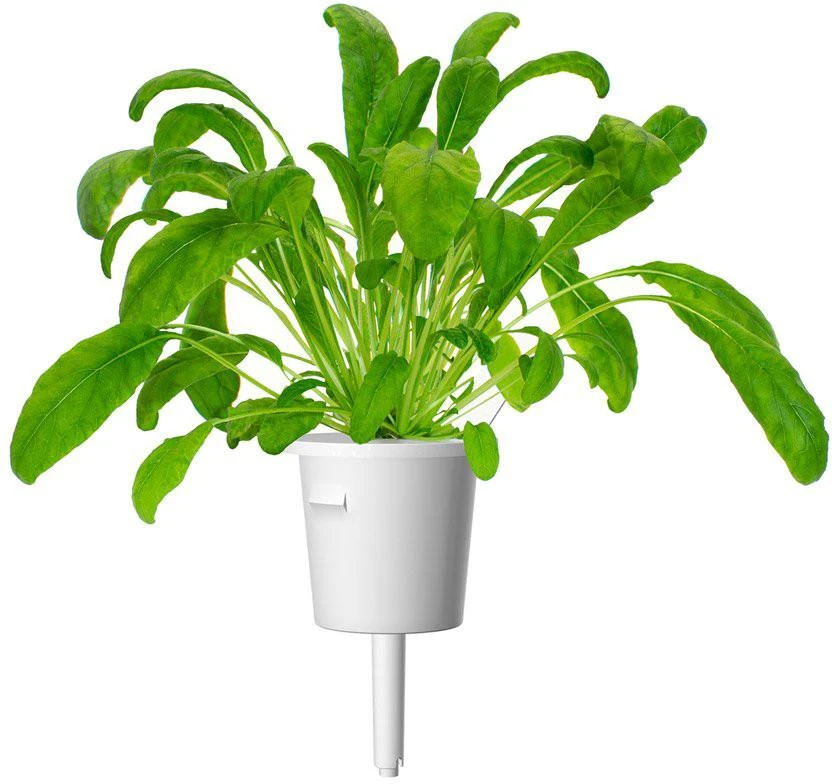 Click And Grow Click & Grow sėklos išmaniajam vazonui - Japoniškos garstyčios (Mibuna), 3vnt.