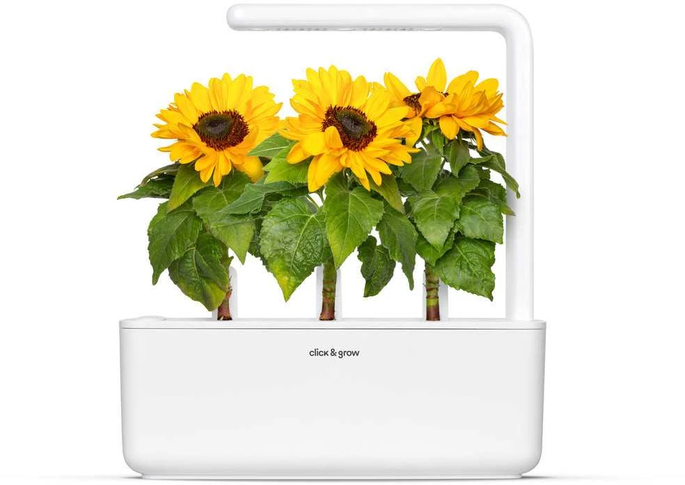 Click Grow „Click and Grow“ – išmaniojo sodo papildymas, 3 vnt. pakuotė – mini saulėgrąžos, 100 % be žiedadulkių ir lengvai auginamos – mini – geltonos