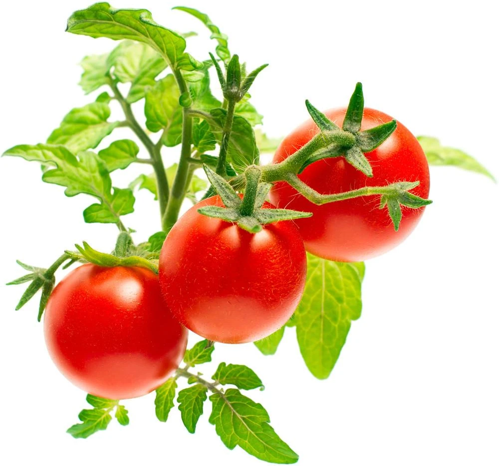 Click Grow „Click and Grow“ – išmaniojo sodo papildymo pakuotė, 3 vnt. – mini pomidorai (SGR5X3)