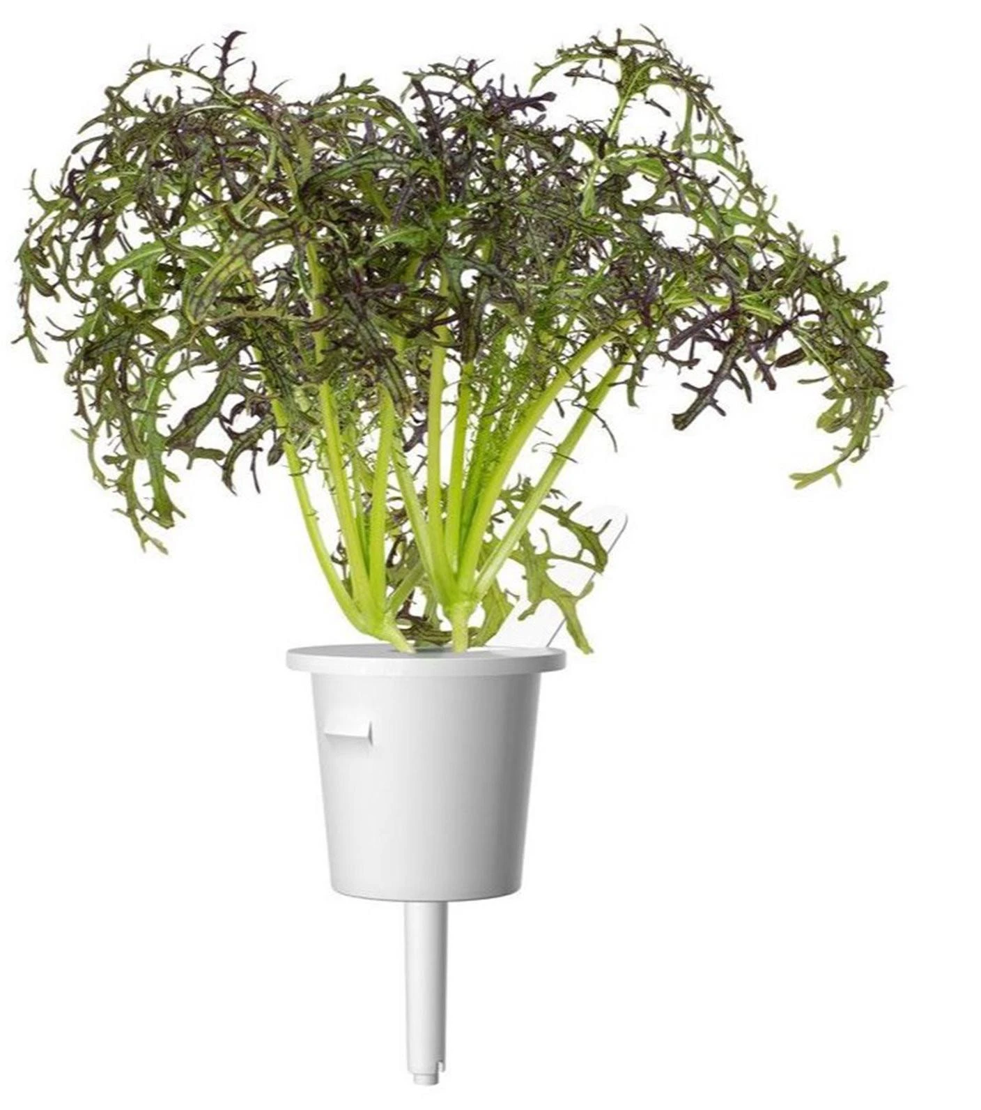 Click And Grow Click & Grow sėklos išmaniajam vazonui - Japoninės garstyčios (Raudona Frill Mustard), 3 vnt.