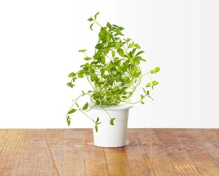 Click and Grow - "Smart Garden" 3 vnt. papildymas - raudonėlio sėklos