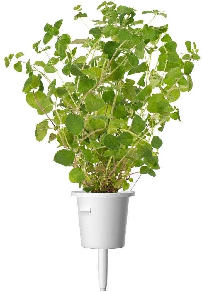 Click and Grow - "Smart Garden" 3 vnt. papildymas - raudonėlio sėklos
