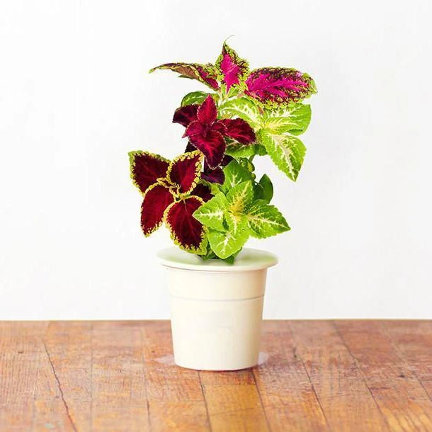 Click & Grow sėklos išmaniajam vazonui - Margenis darželinis, 3vnt.