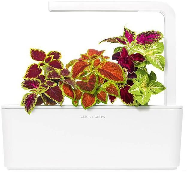 Click & Grow sėklos išmaniajam vazonui - Margenis darželinis, 3vnt.