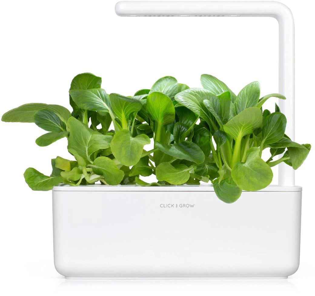 Click and Grow 3 vnt. papildymas - kininių kopūstų sėklos