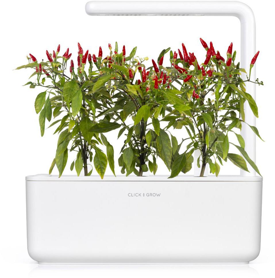 Click & Grow sėklos išmaniajam vazonui - Piri Piri čili pipirai (SGR67X3) 3vnt.