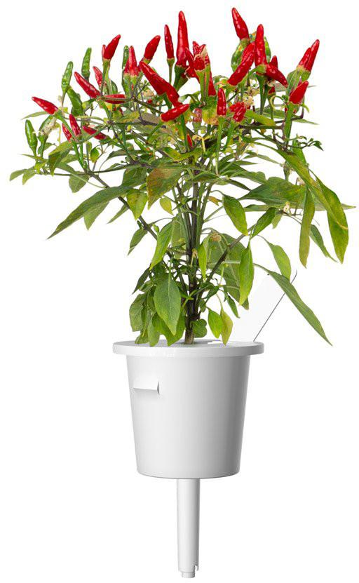 Click & Grow sėklos išmaniajam vazonui - Piri Piri čili pipirai (SGR67X3) 3vnt.