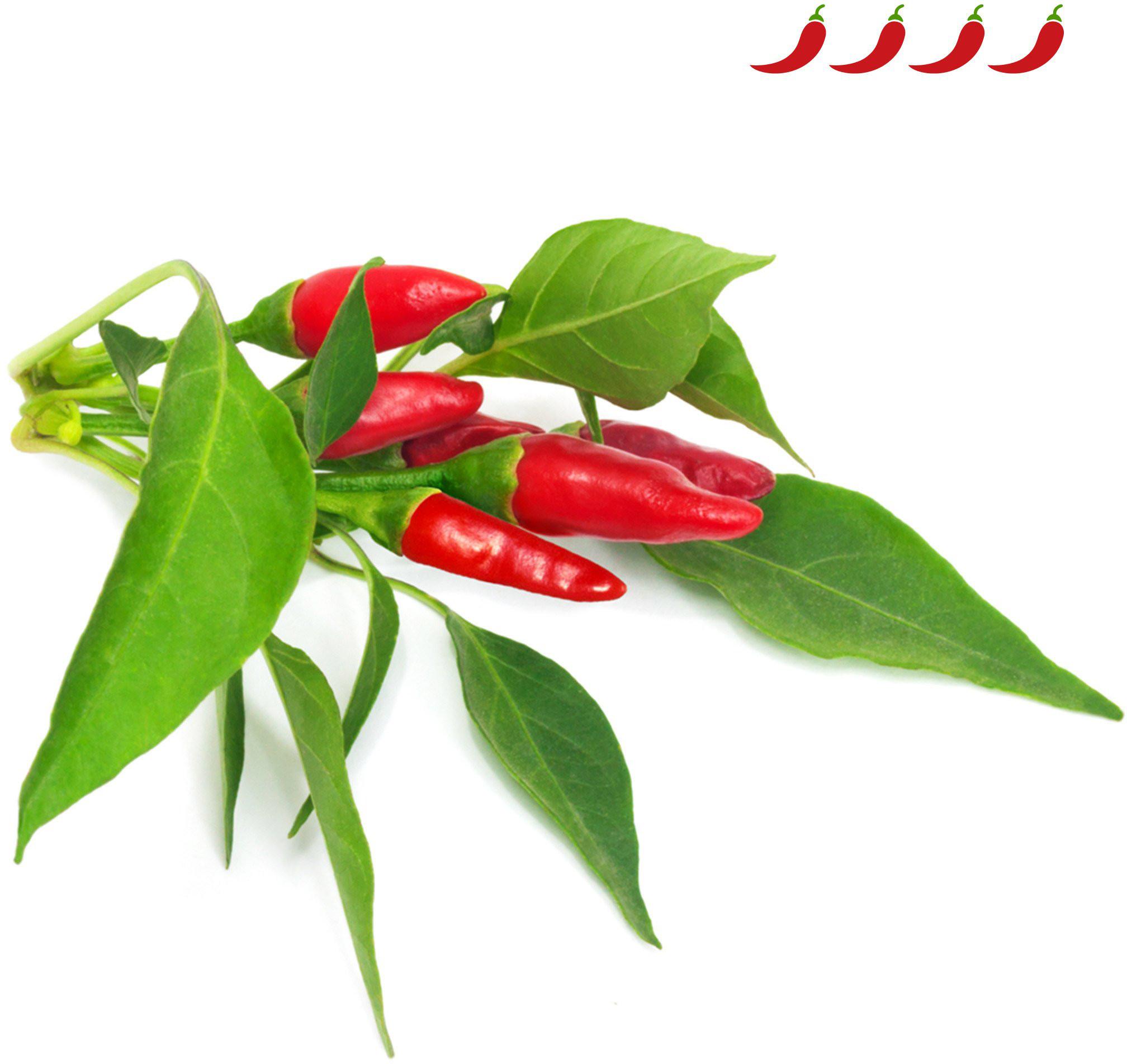 Click & Grow sėklos išmaniajam vazonui - Piri Piri čili pipirai (SGR67X3) 3vnt.