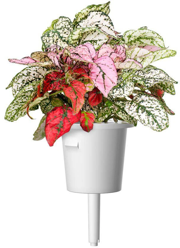Click & Grow Smart Garden 3 vnt. papildymas - margojo turklenio sėklos