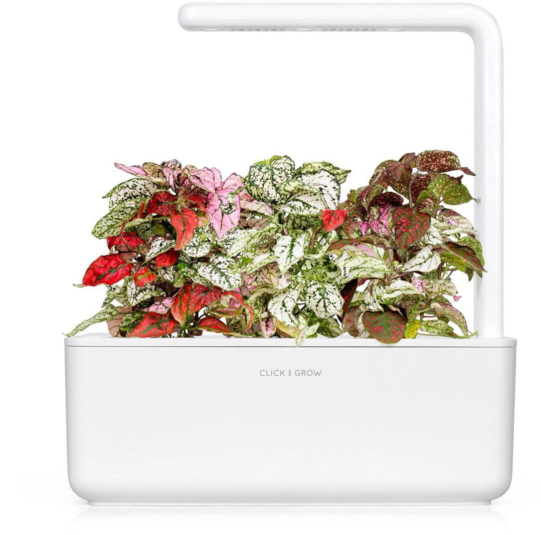 Click & Grow Smart Garden 3 vnt. papildymas - margojo turklenio sėklos