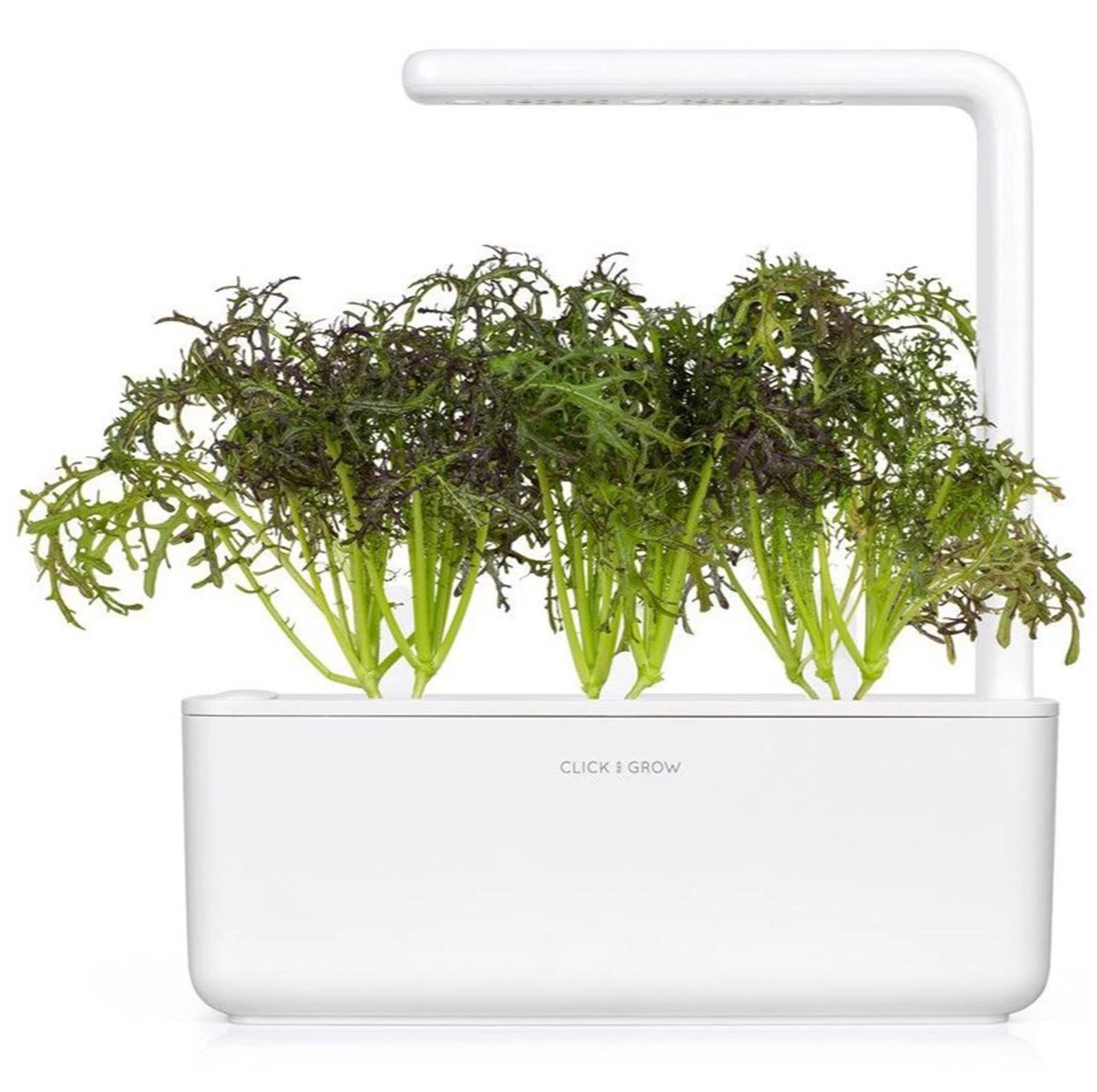 Click And Grow Click & Grow sėklos išmaniajam vazonui - Japoninės garstyčios (Raudona Frill Mustard), 3 vnt.
