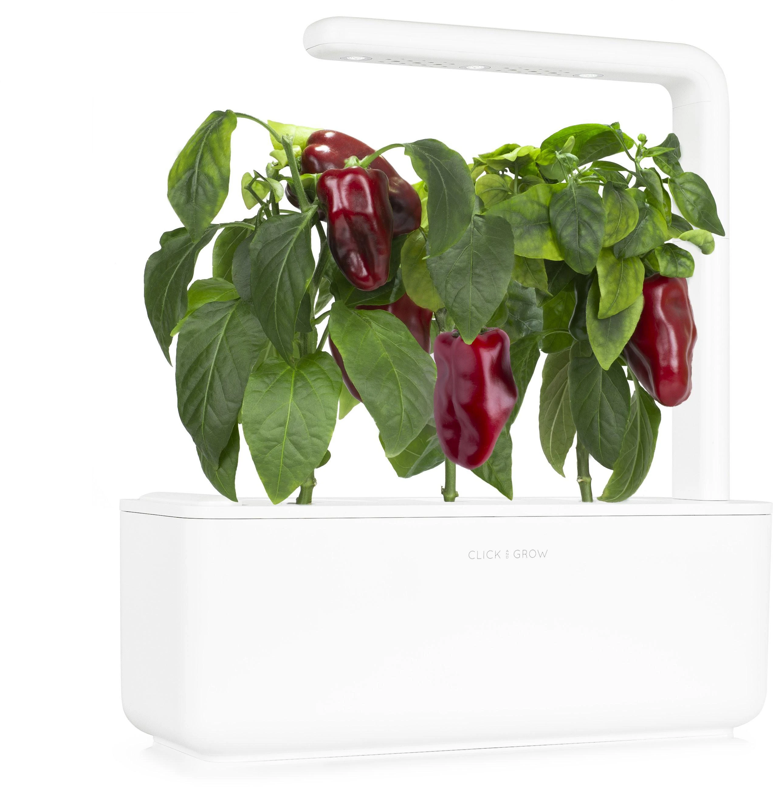 Click and Grow Smart Garden 3 vnt. papildymas - paprikų sėklos