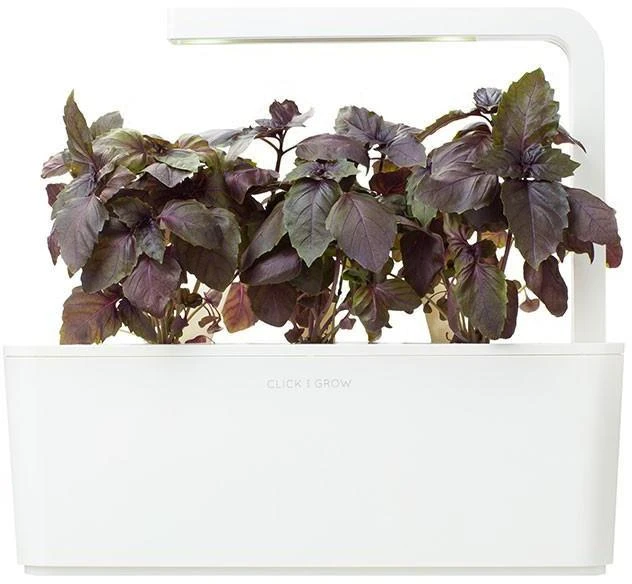 Click & Grow sėklos išmaniajam vazonui - Violetinis bazilikas, 3vnt.