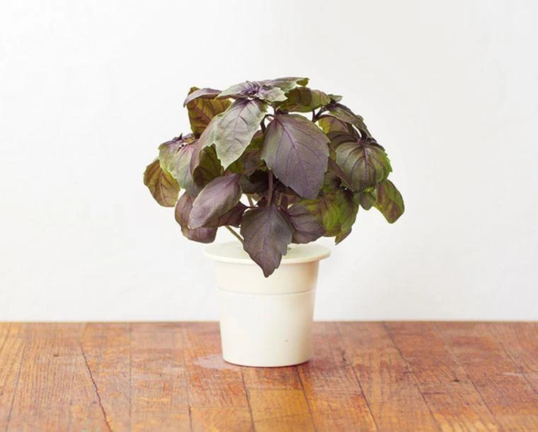 Click & Grow sėklos išmaniajam vazonui - Violetinis bazilikas, 3vnt.