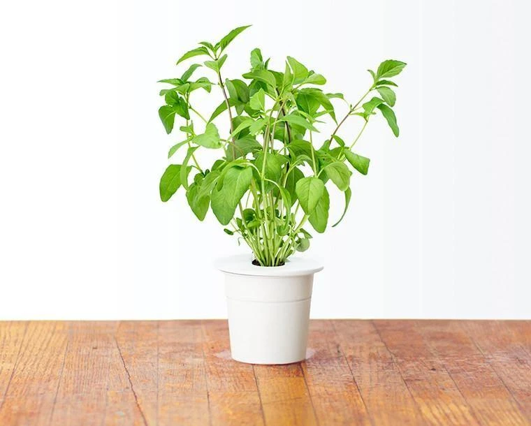 Click & Grow sėklos išmaniajam vazonui - Taivanietiškas bazilikas (SGR37X3) 3vnt.