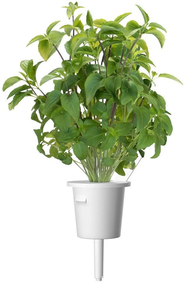 Click & Grow sėklos išmaniajam vazonui - Taivanietiškas bazilikas (SGR37X3) 3vnt.