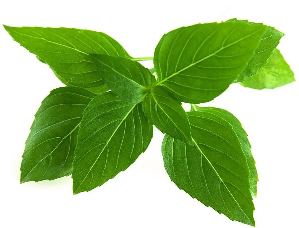 Click & Grow sėklos išmaniajam vazonui - Taivanietiškas bazilikas (SGR37X3) 3vnt.