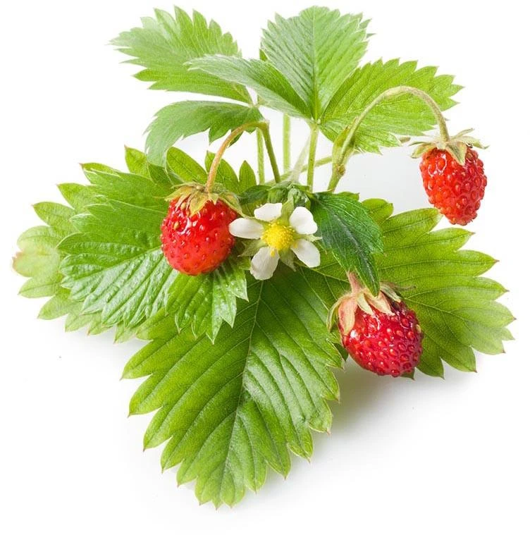 Click & Grow sėklos išmaniajam braškių vazonui  SHGR24x3 3vnt.
