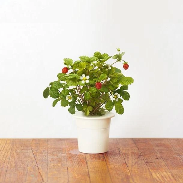 Click & Grow sėklos išmaniajam braškių vazonui  SHGR24x3 3vnt.