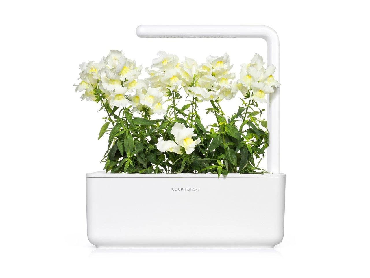 Click And Grow Click & Grow sėklos išmaniajam vazonui - Baltasis žioveinis (SGR78X3) 3vnt.