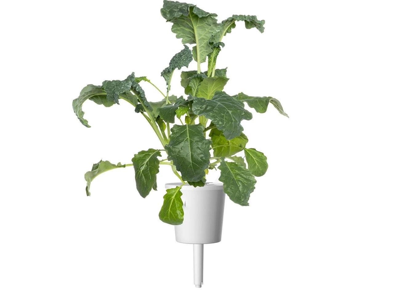Click And Grow Click & Grow sėklos išmaniajam vazonui - Kale kopūstai (Italian Kale) 3vnt.