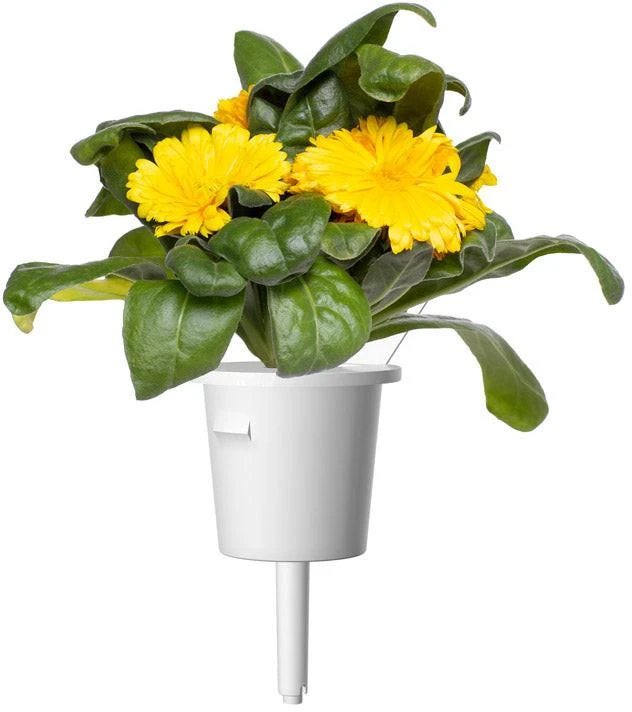 Click & Grow sėklos išmaniajam vazonui - Medetkos, 3vnt.