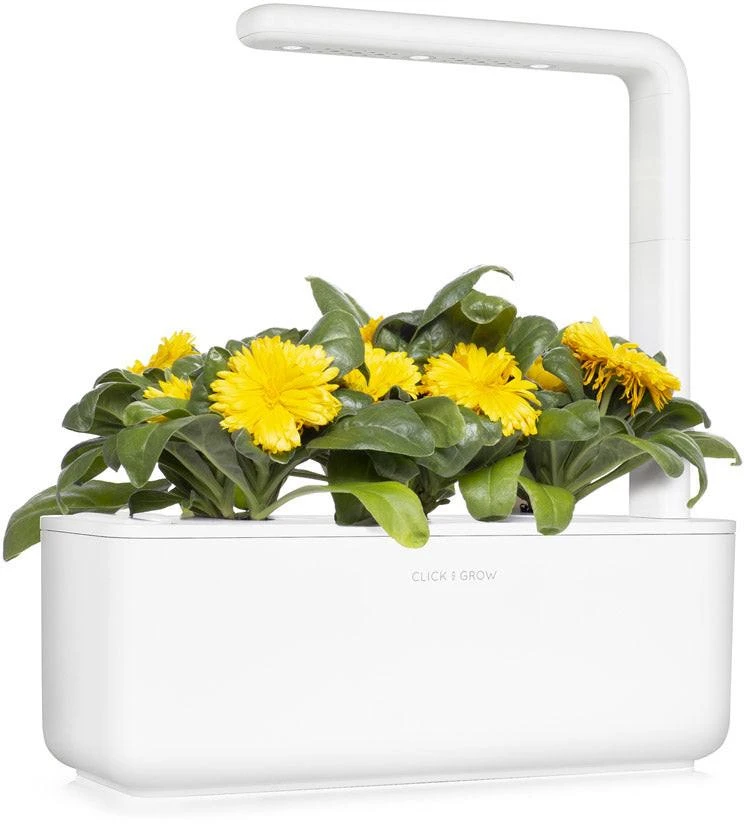 Click & Grow sėklos išmaniajam vazonui - Medetkos, 3vnt.