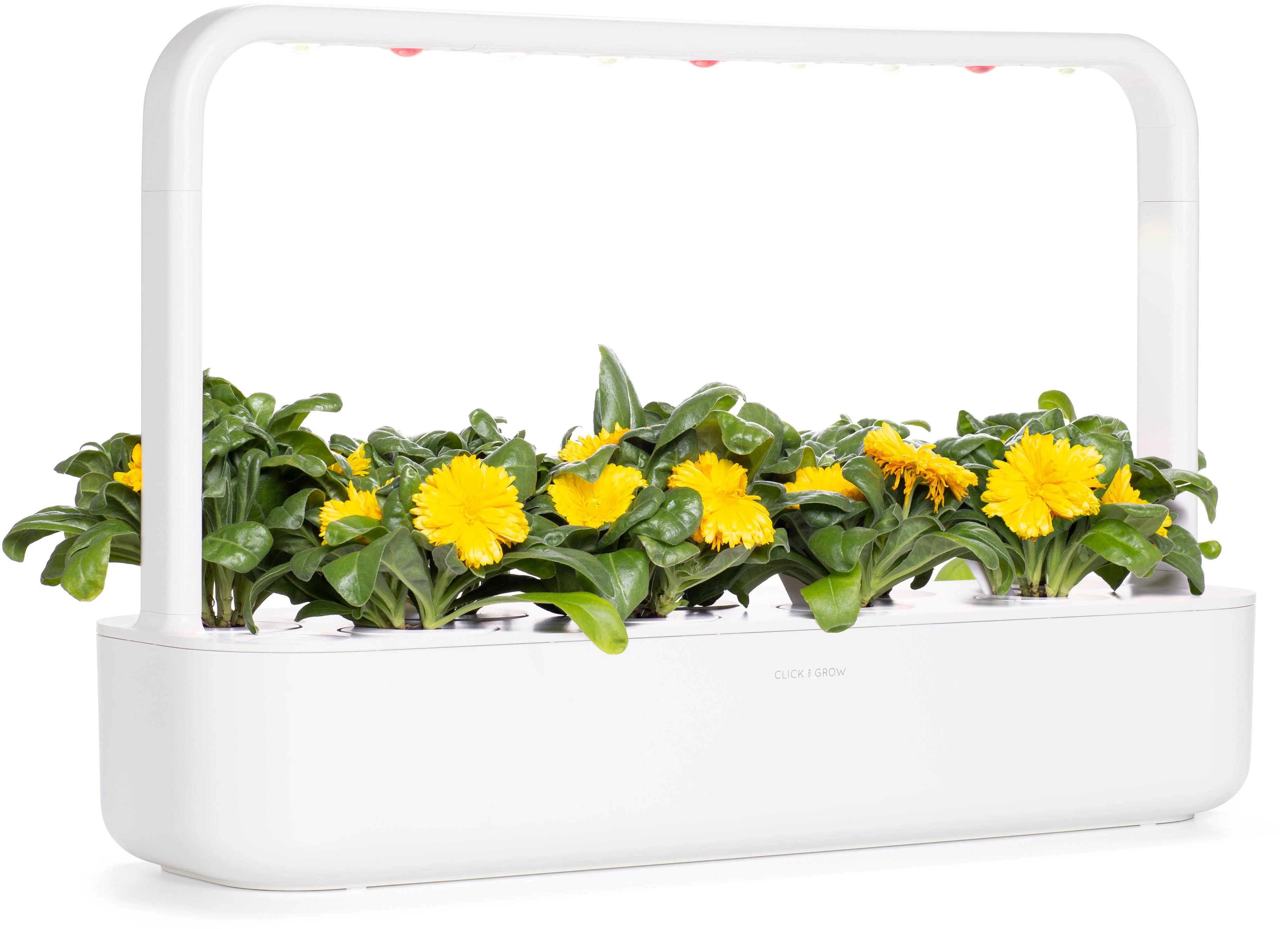 Click & Grow sėklos išmaniajam vazonui - Medetkos, 3vnt.